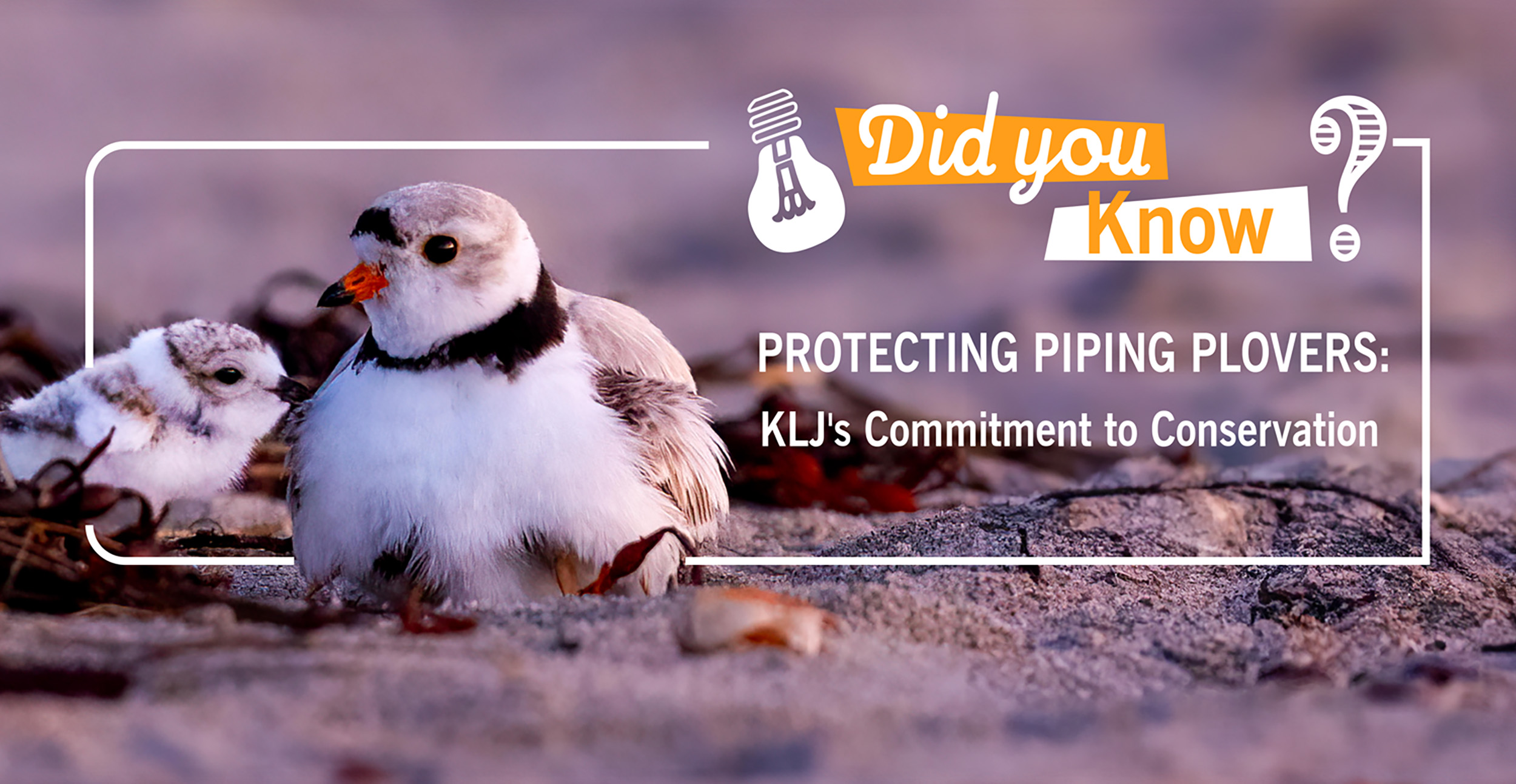 Protecting Piping Plovers